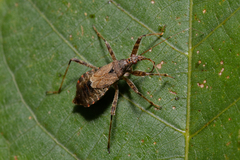 Himacerus apterus