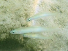 Ptereleotris microlepis