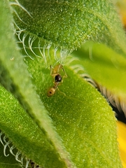 Tapinoma melanocephalum