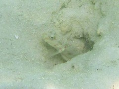 Cryptocentrus melanopus