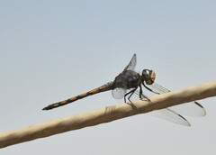 Potamarcha congener