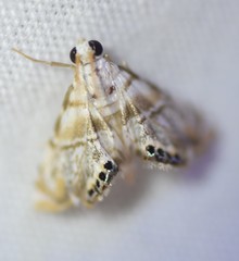 Eoparargyractis