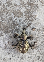 Otiorhynchus corruptor