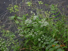 Berula erecta