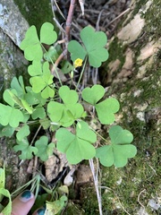 Oxalis stricta