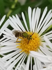 Agapostemon virescens