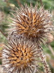 Dipsacus strigosus