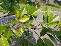 Magnolia compressa