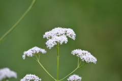 Valeriana officinalis