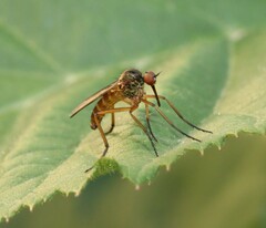 Empis