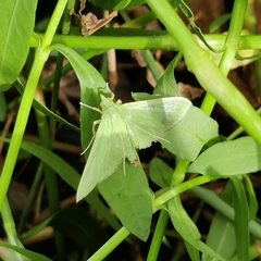 Margaroniini
