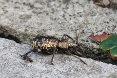 Otiorhynchus corruptor