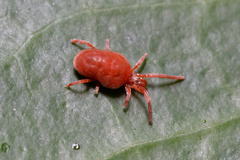 Trombidioidea
