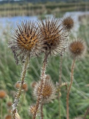 Dipsacus strigosus