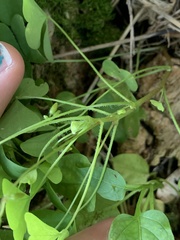 Oxalis stricta