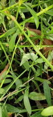 Margaroniini