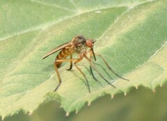 Empis