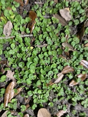 Dichondra carolinensis