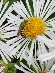 Agapostemon virescens