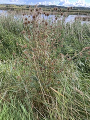 Dipsacus strigosus