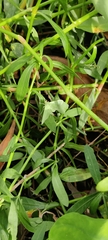Margaroniini