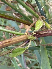 Dipsacus strigosus