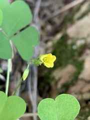 Oxalis stricta
