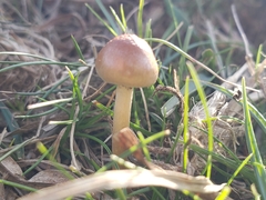 Conocybe tenera
