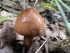 Tricholoma ustale