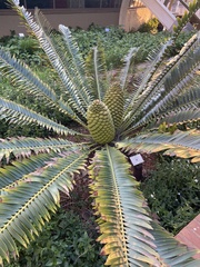 Encephalartos