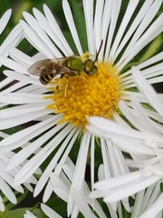 Agapostemon virescens
