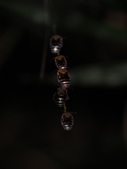 Zonamegilla