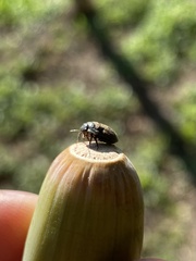 Odontoscelis lineola