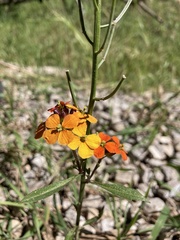 Erysimum capitatum