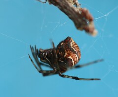 Parasteatoda