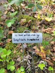 Baptisia tinctoria