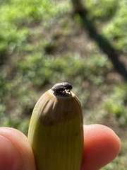Odontoscelis lineola