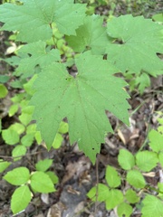 Vitis aestivalis