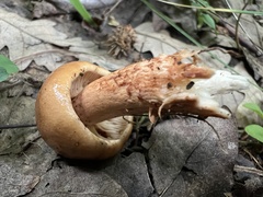 Tricholoma ustale