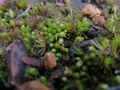 Bryum