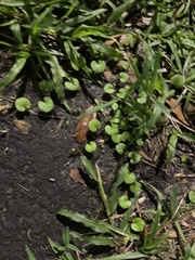 Dichondra carolinensis