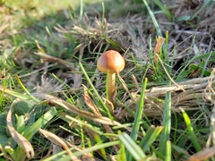 Conocybe tenera
