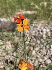 Erysimum capitatum
