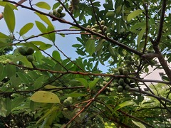 Magnolia compressa