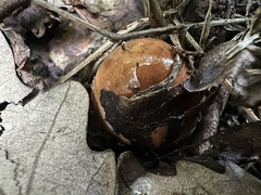Tricholoma ustale