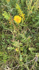 Picris hieracioides