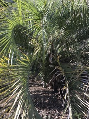 Butia eriospatha