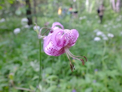 Lilium martagon