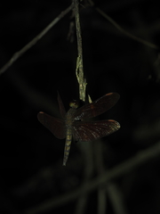 Neurothemis fulvia