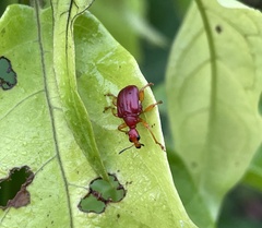 Paratomapoderus congoanus